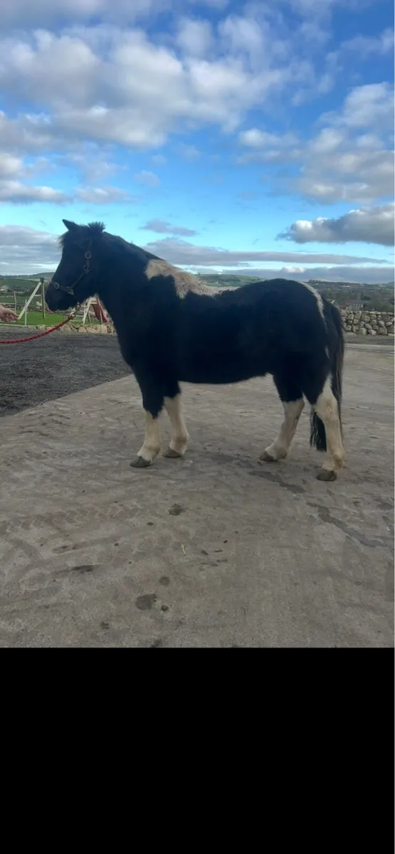 Project pony - Image 1