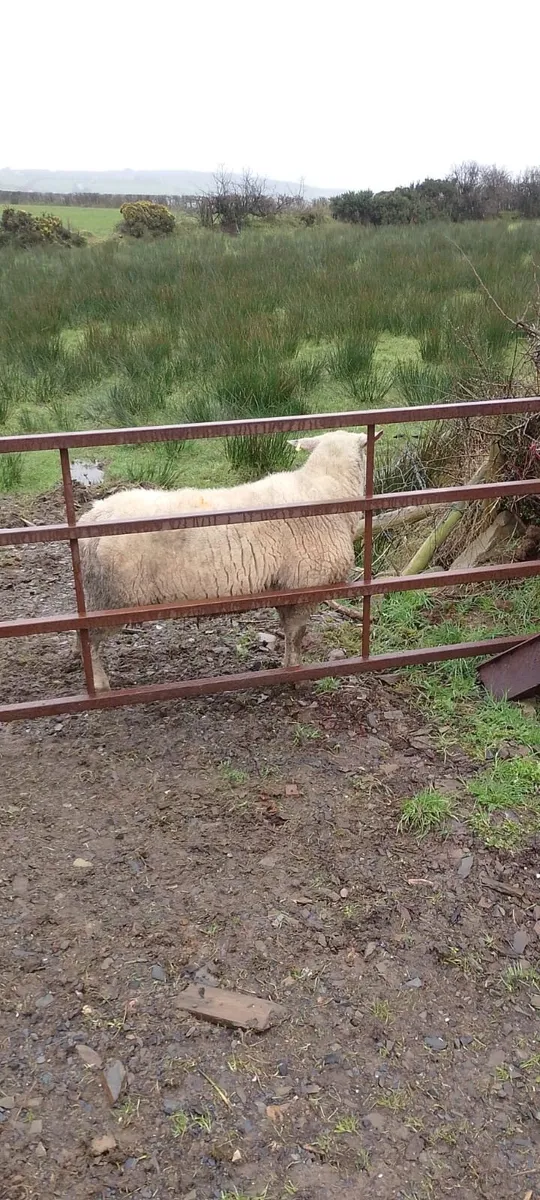 2yr old ram - Image 3