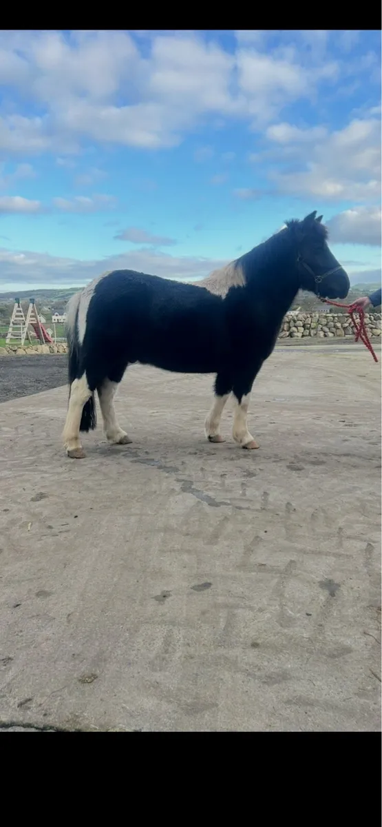 Project pony - Image 2