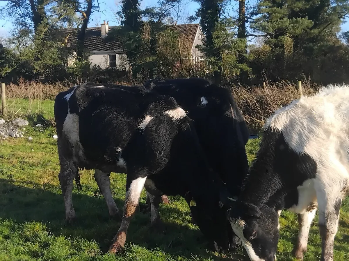 5 fresh calfed friesian heifers - Image 2