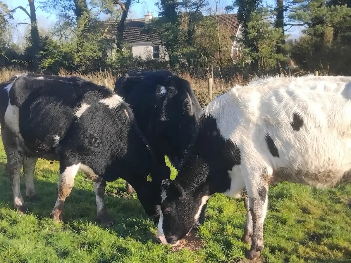 5 fresh calfed friesian heifers - Image 1