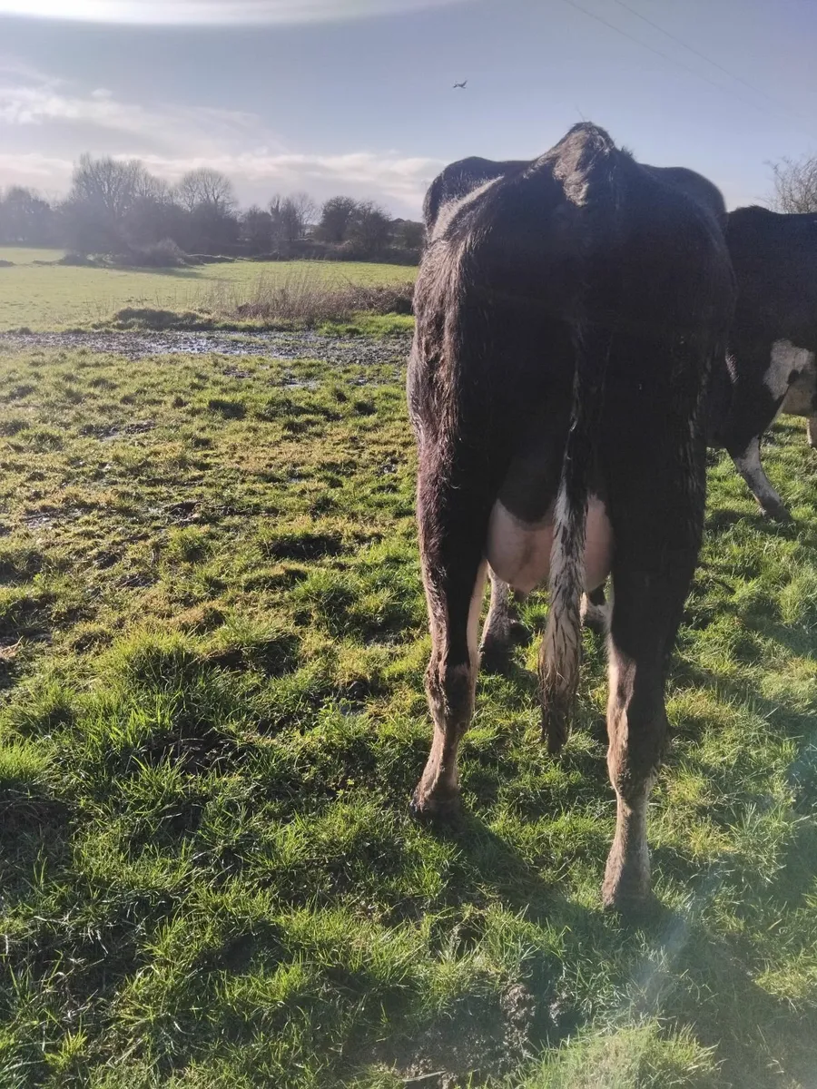 5 fresh calfed friesian heifers - Image 3