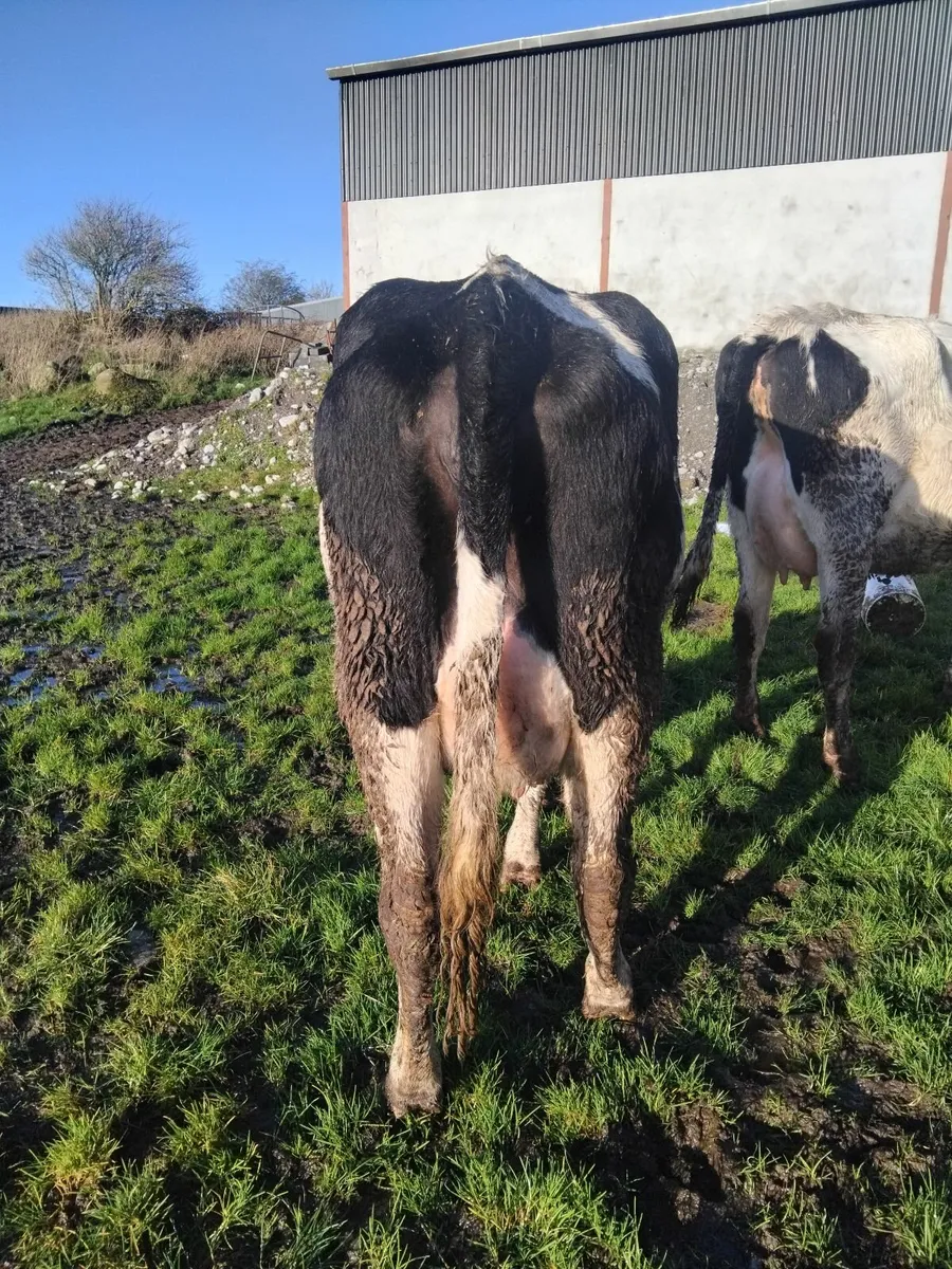 5 fresh calfed friesian heifers - Image 4