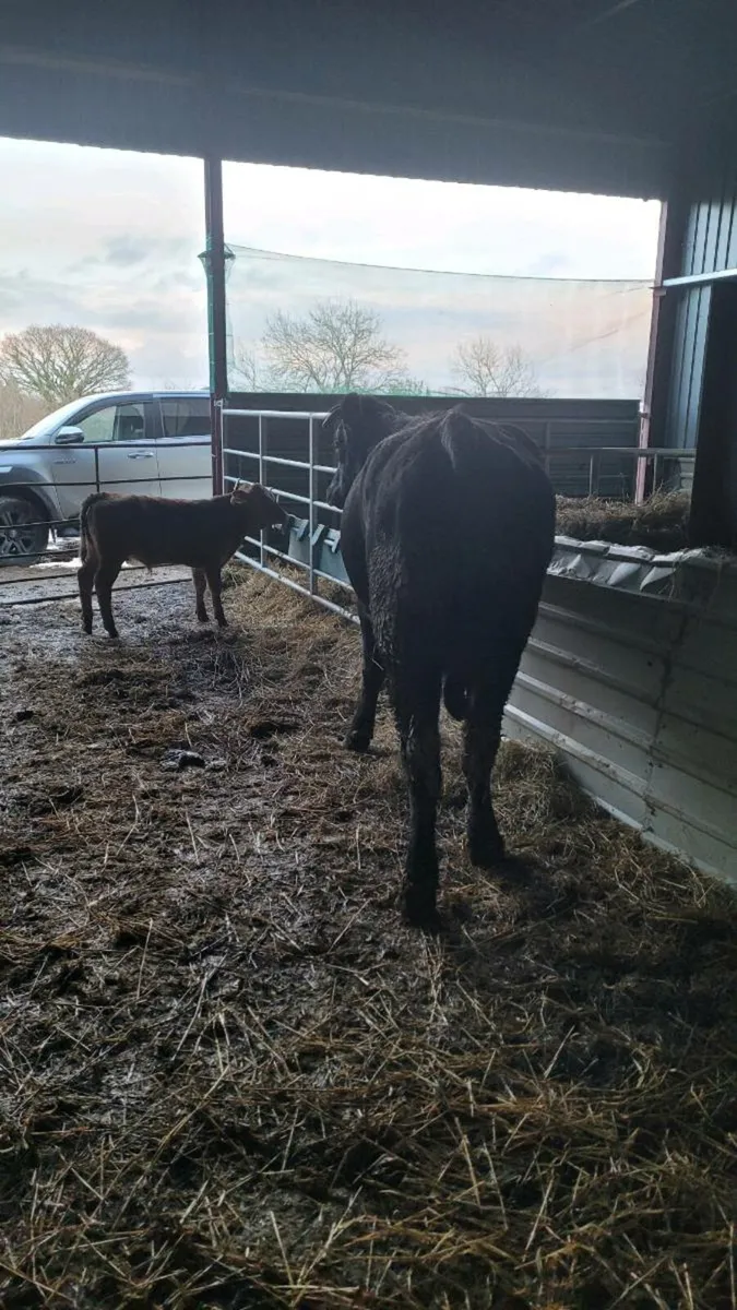 5 star Lim heifer with  lim bull calf - Image 2
