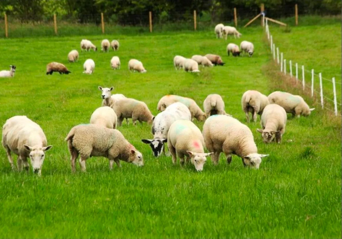 Winter grazing wanted for sheep