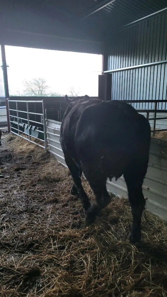 5 star Lim heifer with  lim bull calf - Image 3