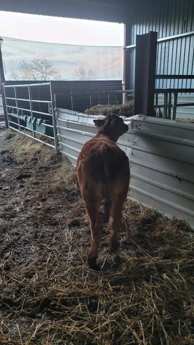 5 star Lim heifer with  lim bull calf - Image 4