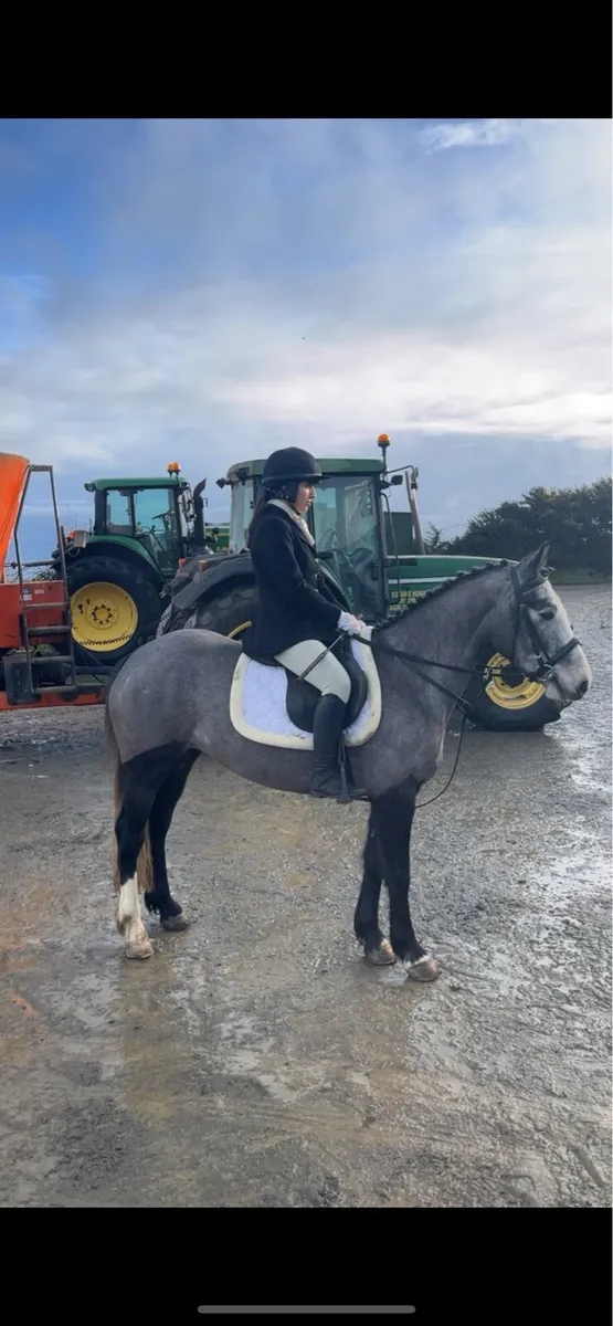 4 year old mare - Image 2