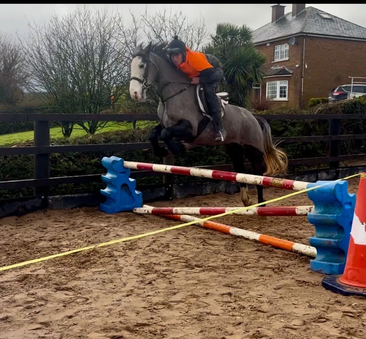 4 year old mare - Image 3