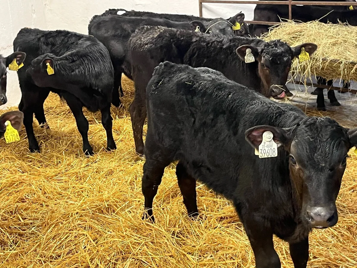 Super 2/3 Month Old AA Bull Calves - Image 1