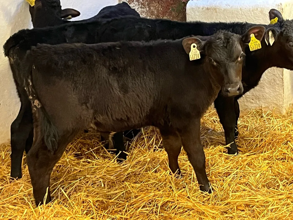 Super 2/3 Month Old AA Bull Calves - Image 4