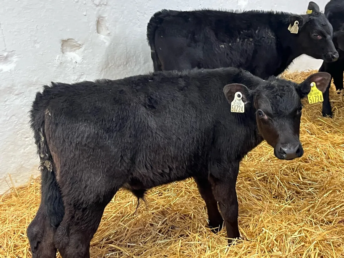 Super 2/3 Month Old AA Bull Calves - Image 2