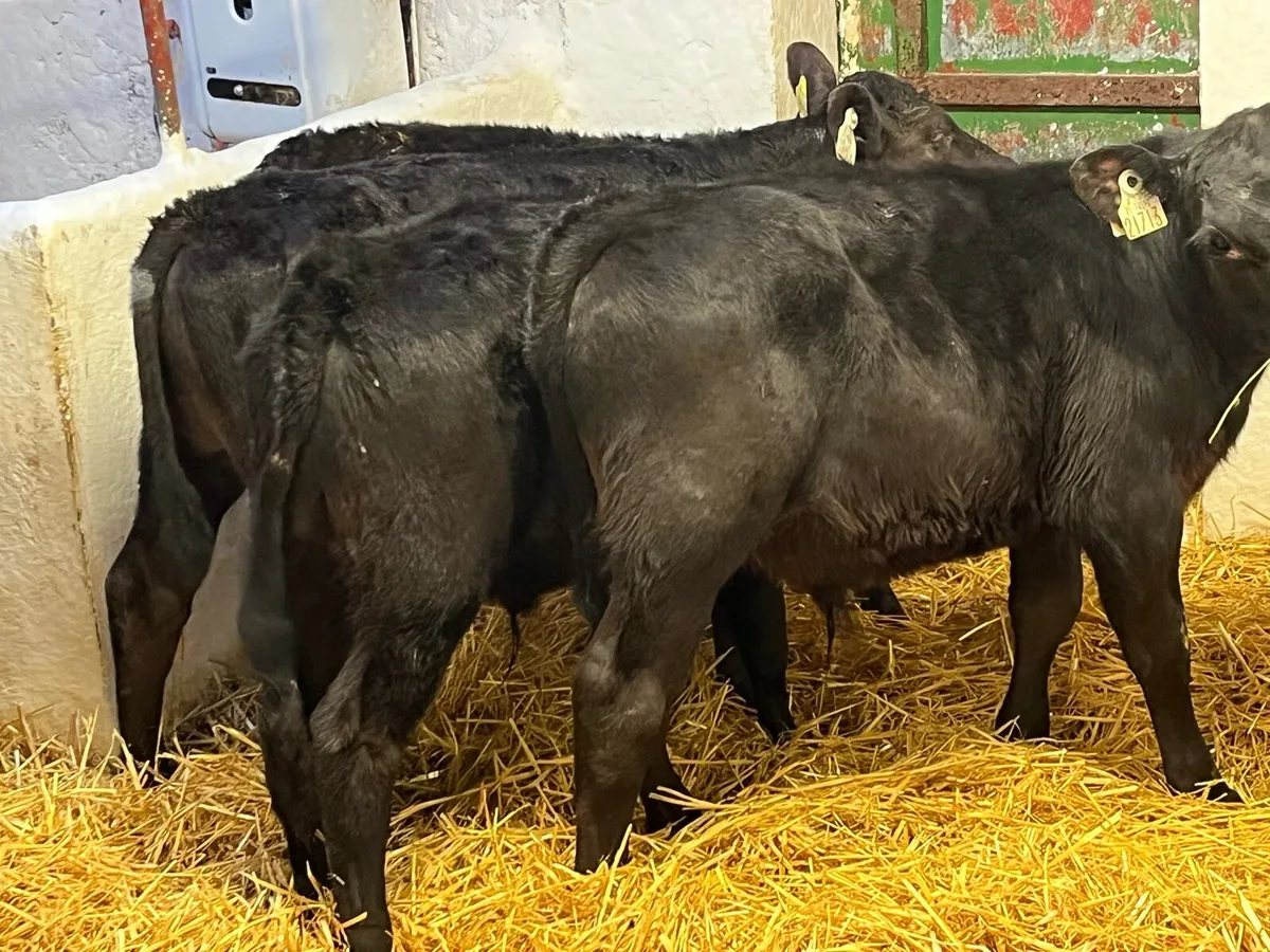 Super 2/3 Month Old AA Bull Calves - Image 3