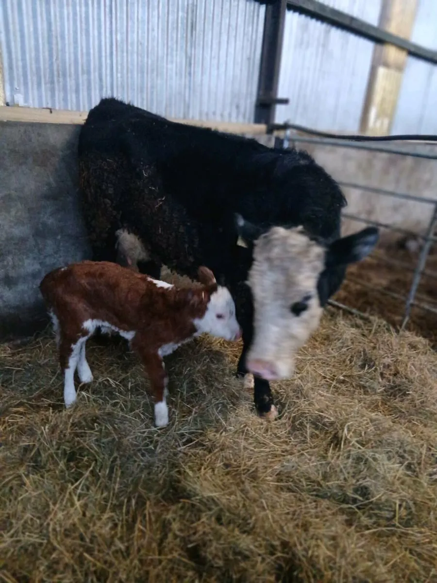 Suckler Heifer - Image 2