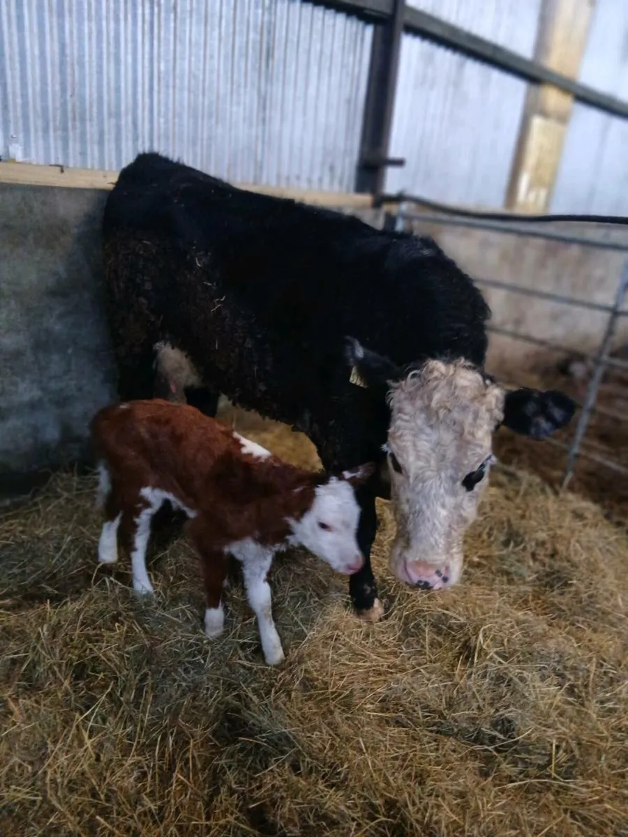 Suckler Heifer - Image 3