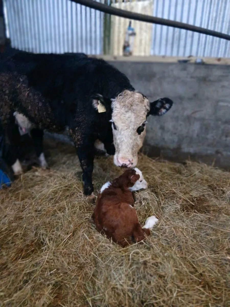 Suckler Heifer - Image 4