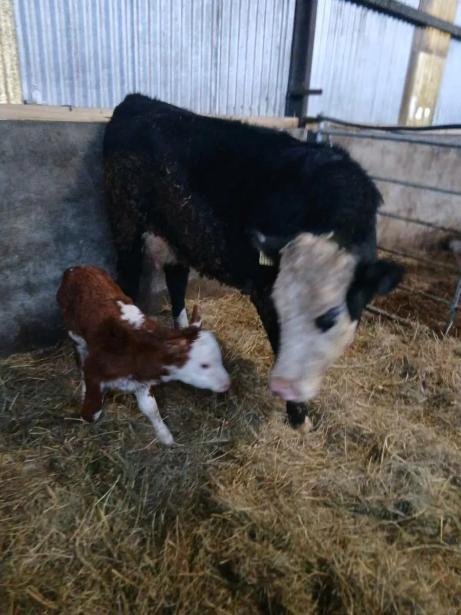 Suckler Heifer - Image 1