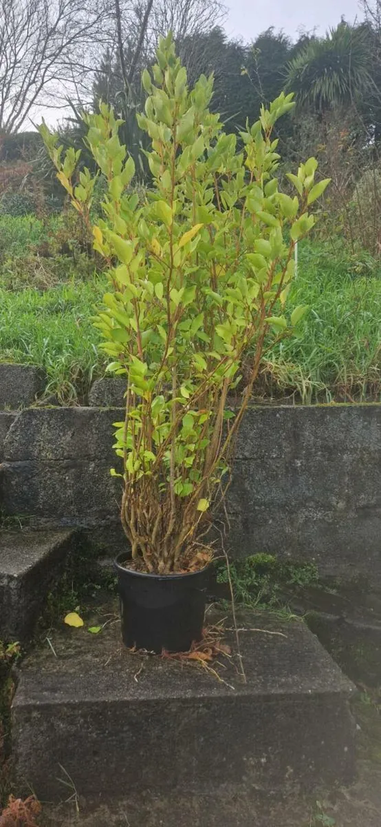 POTTED GRISELINIA  5 to 6 ft tall - Image 3