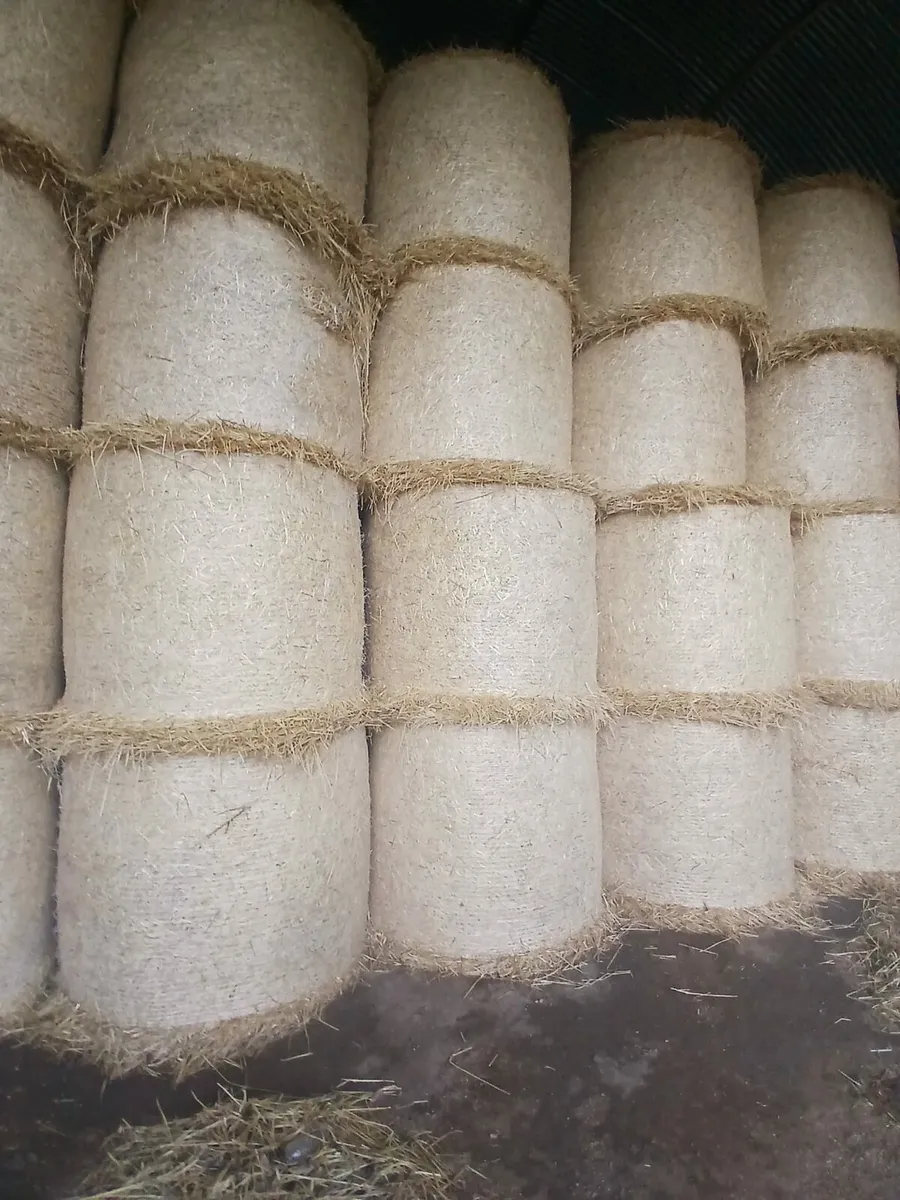 Barley Atraq - Image 3