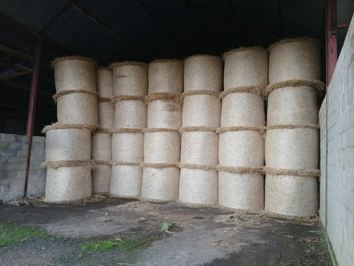 Barley Atraq - Image 4