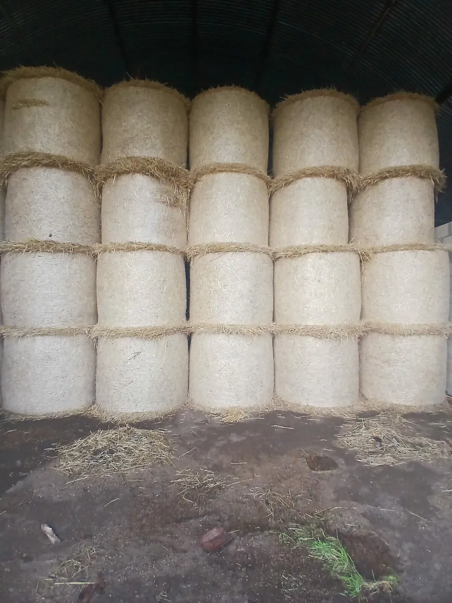 Barley Atraq - Image 2