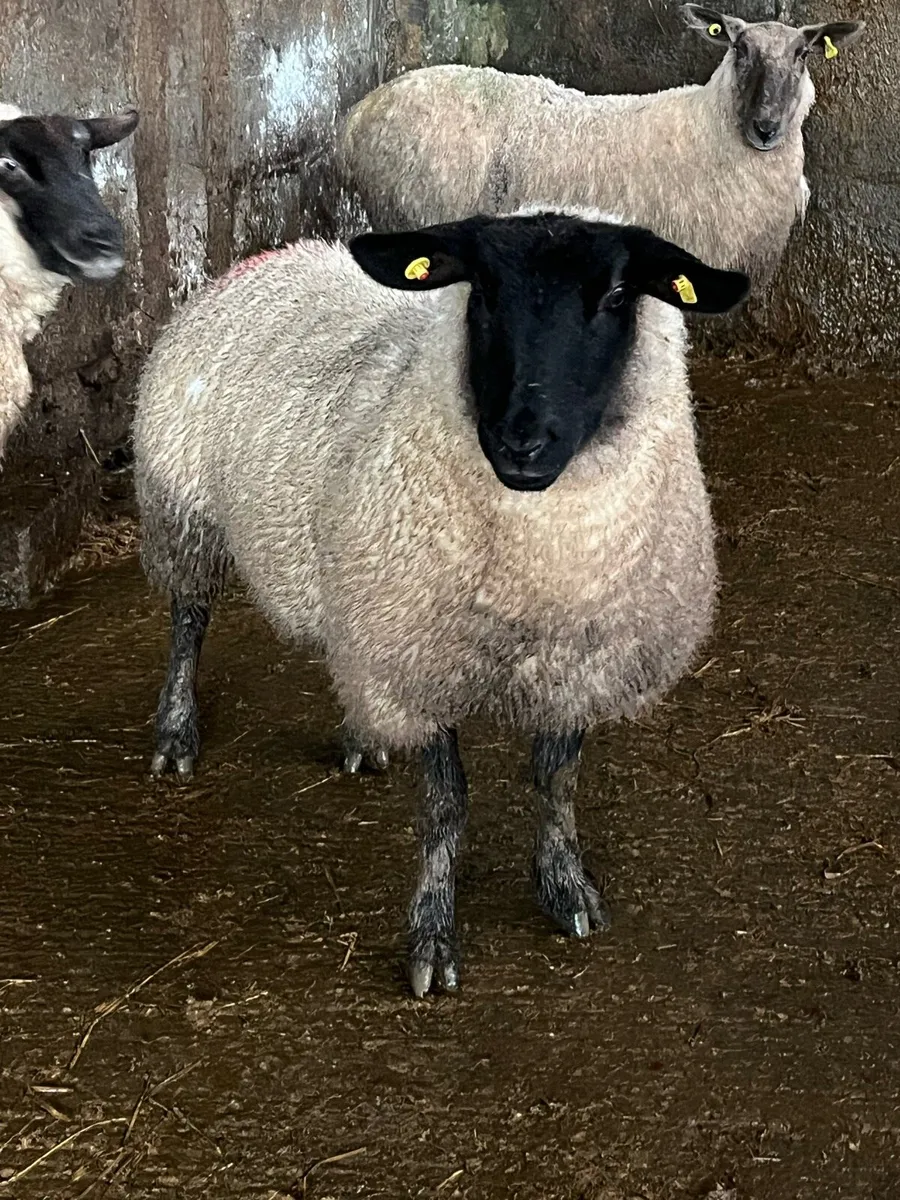 Foster ewe - Image 1