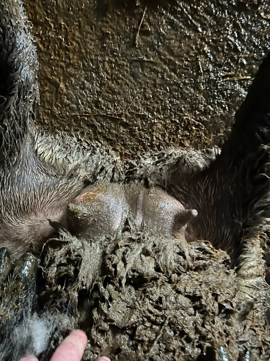 Foster ewe - Image 2