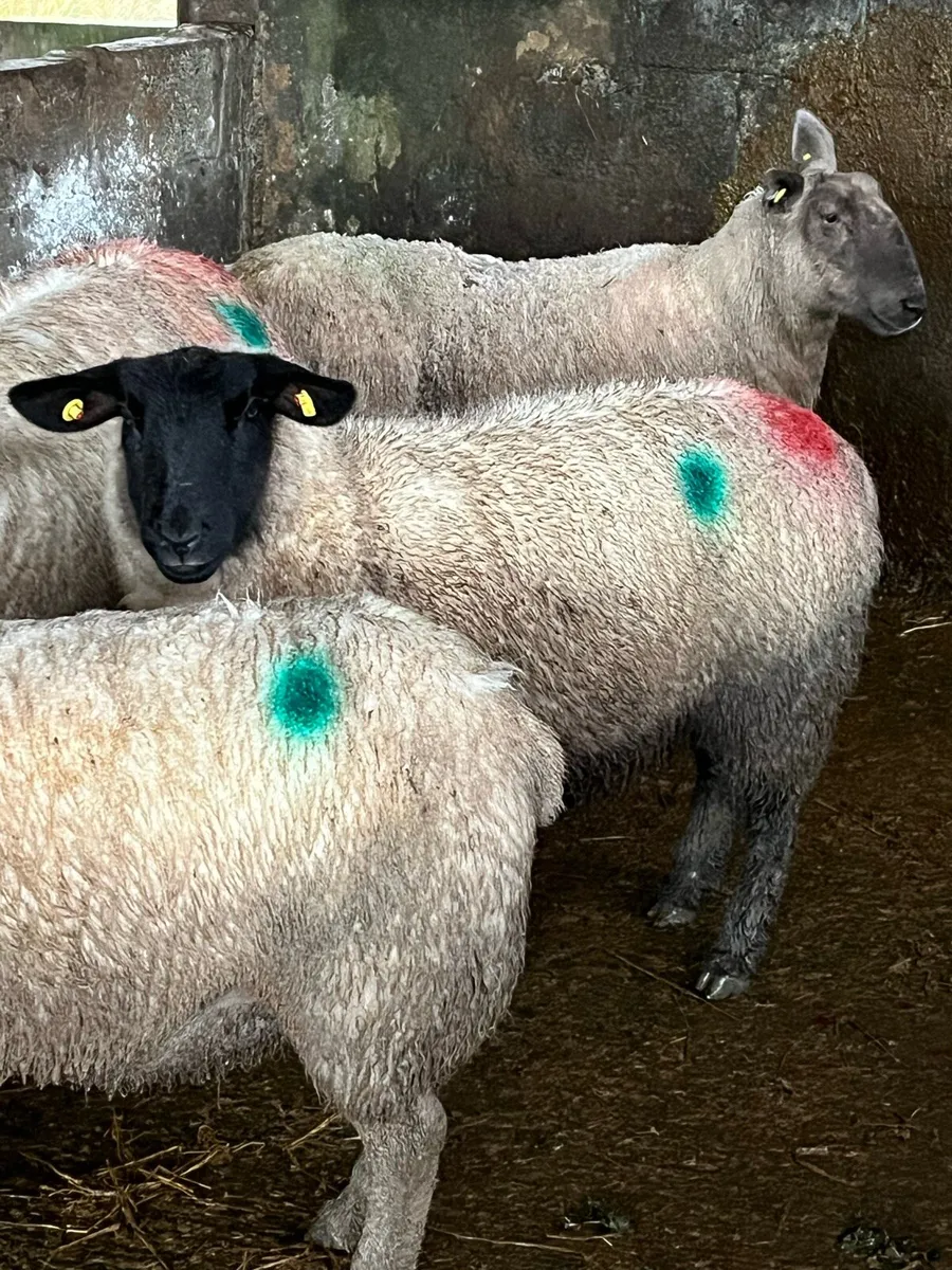 Foster ewe - Image 3