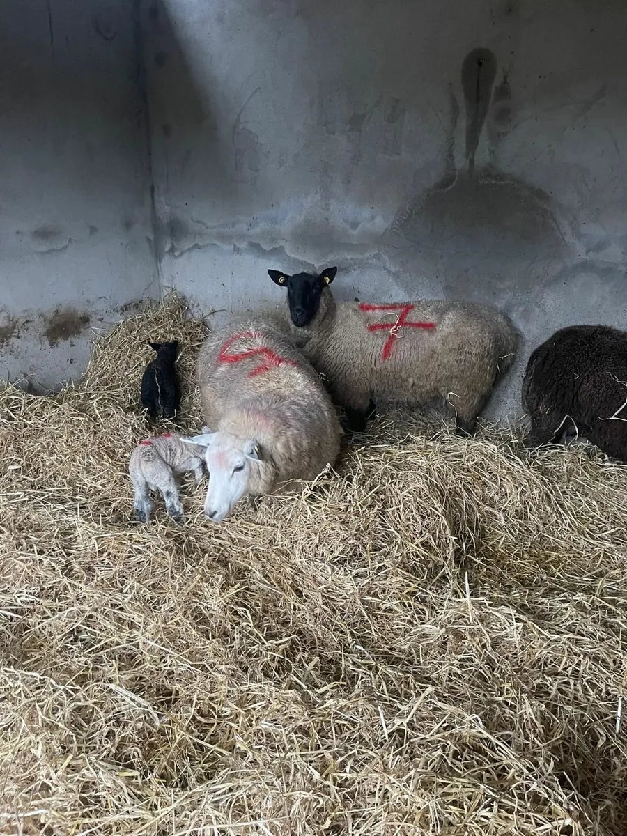 Ewes and Lambs - Image 1