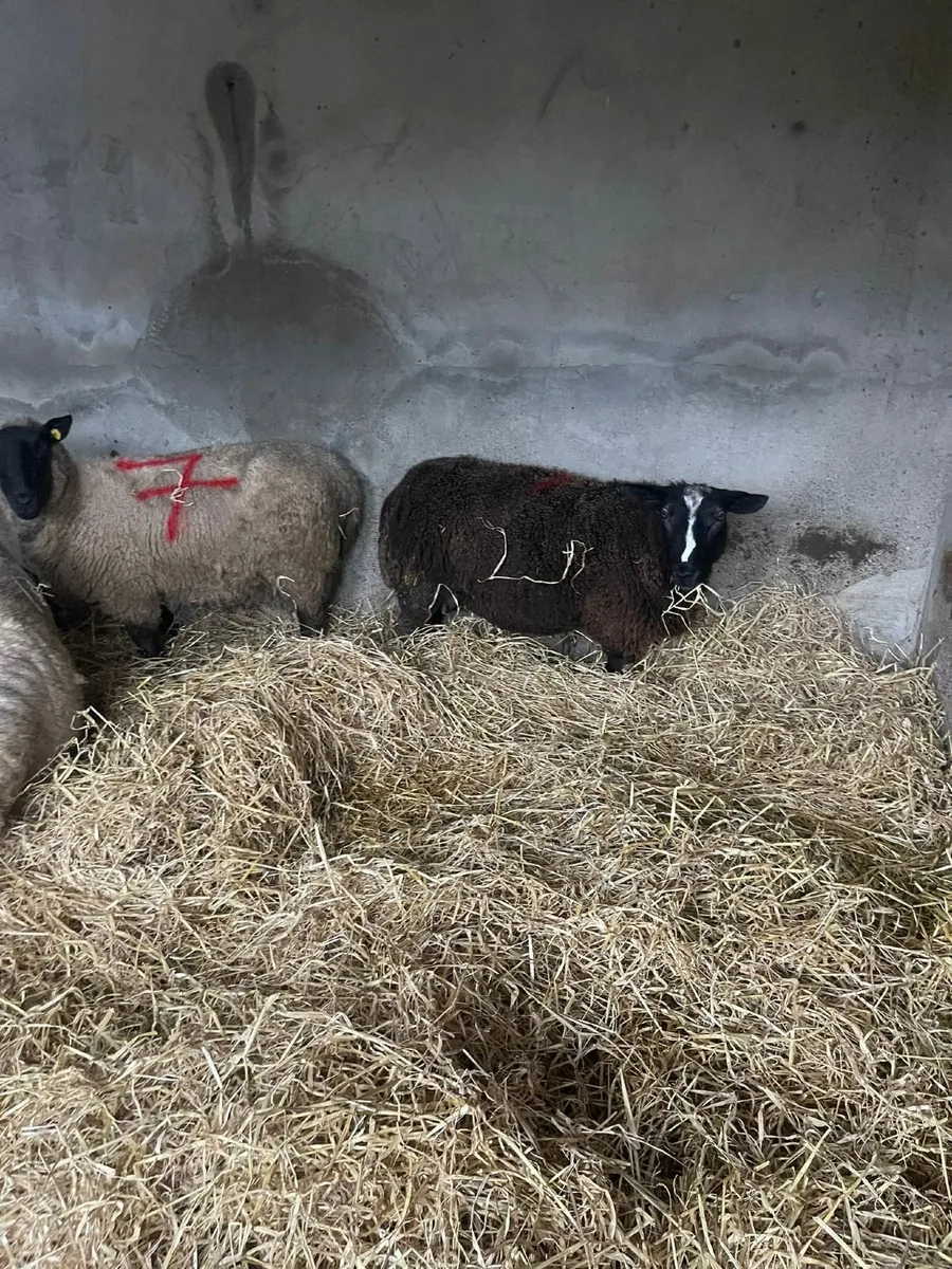 Ewes and Lambs - Image 3