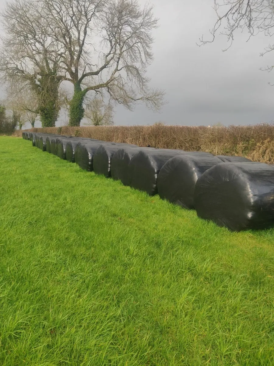 Silage - Image 2