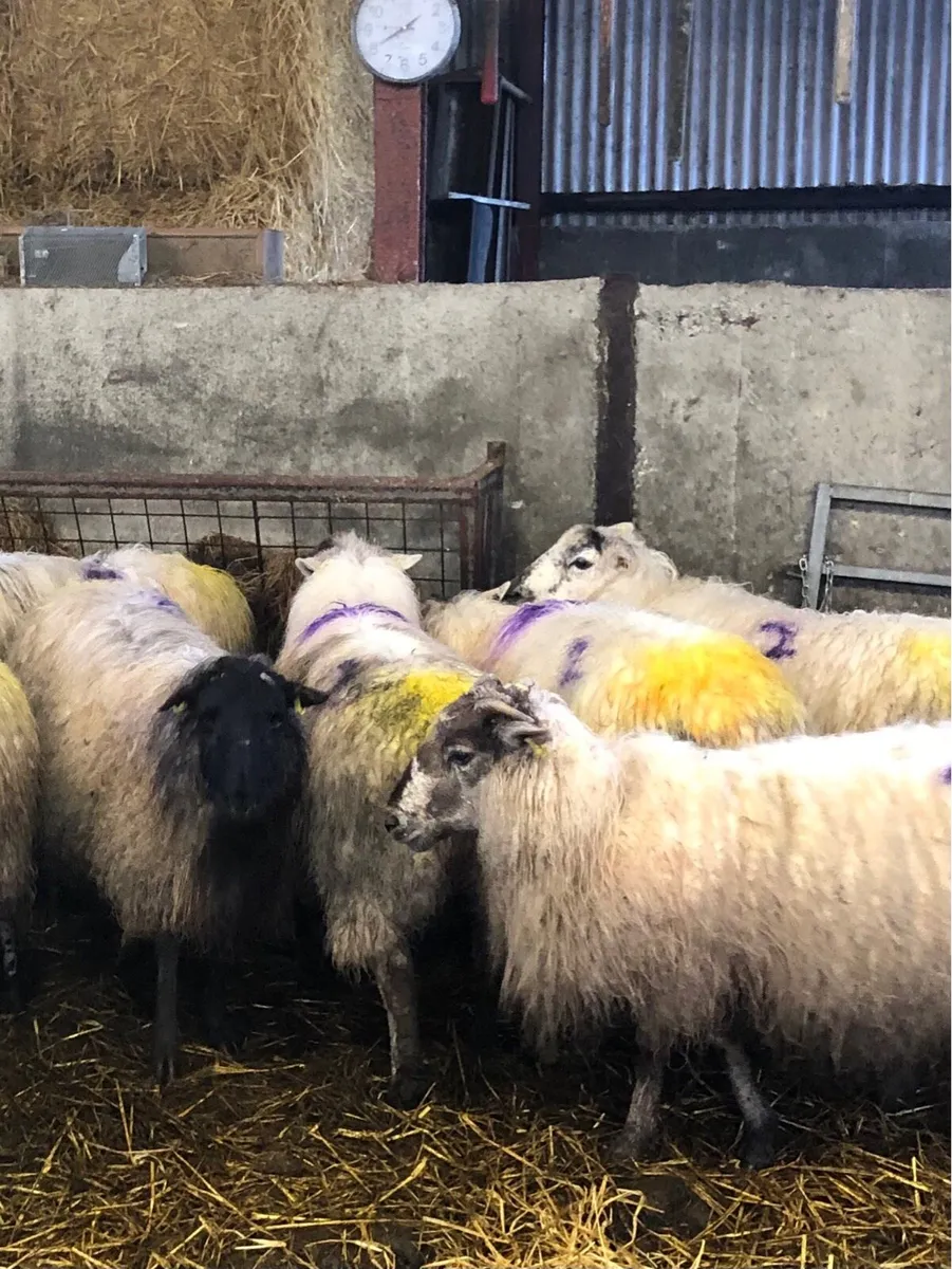 In lamb ewes - Image 1