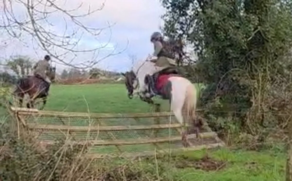 Bombproof sports cob - Image 1