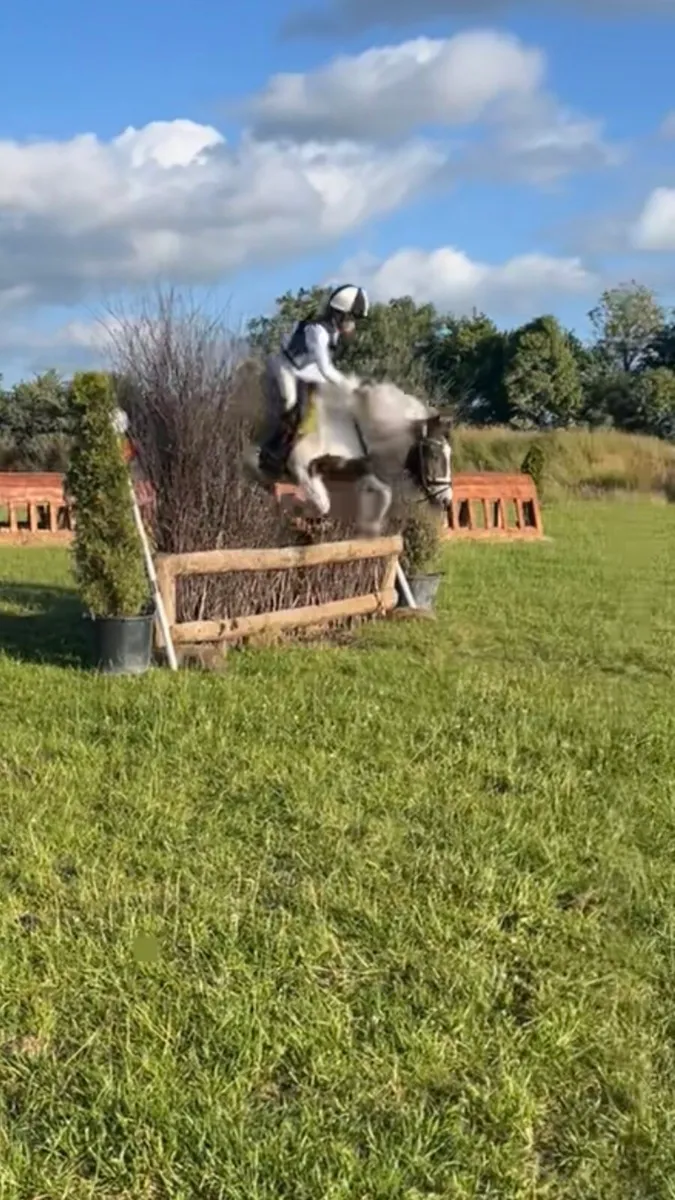 Bombproof sports cob - Image 3