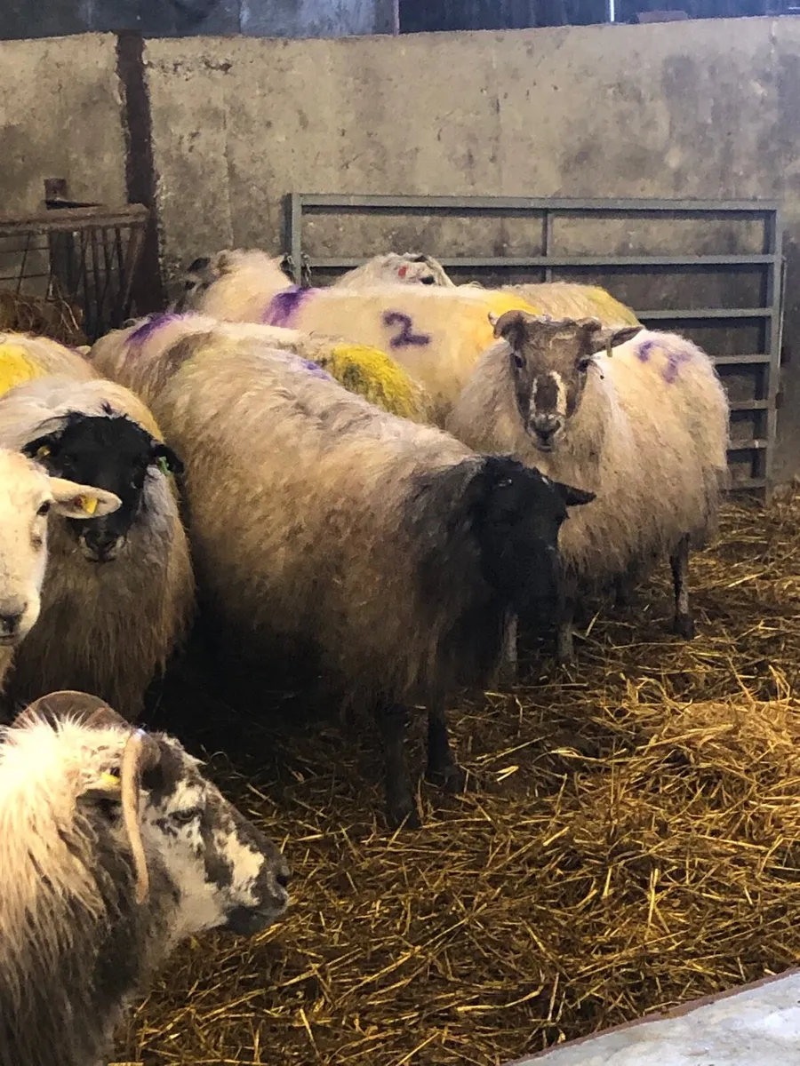 In lamb ewes - Image 2