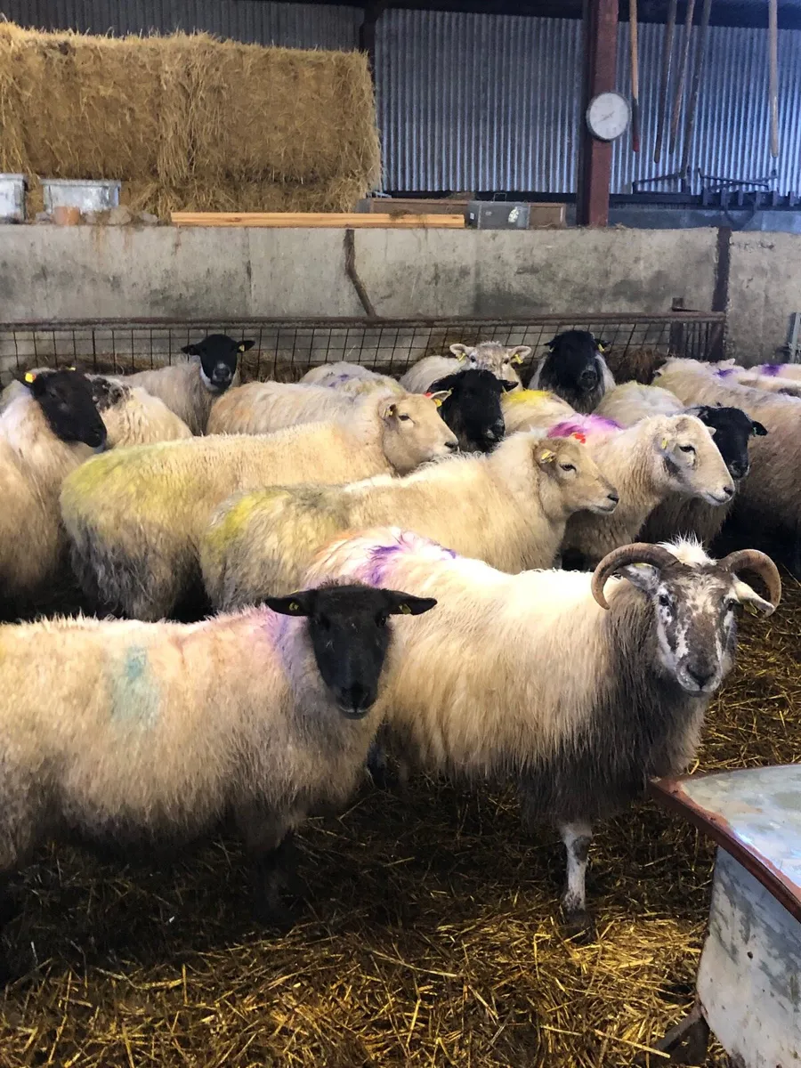 In lamb ewes - Image 3