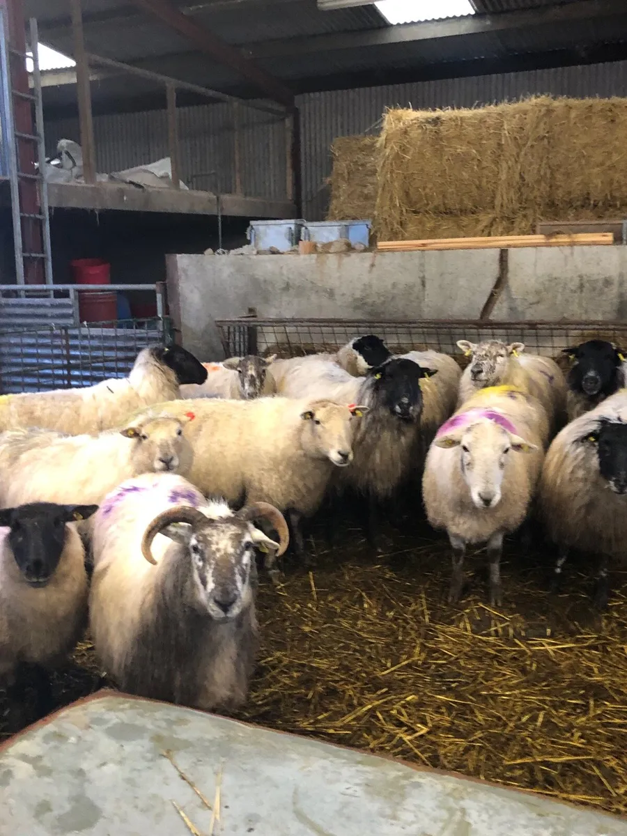 In lamb ewes - Image 4