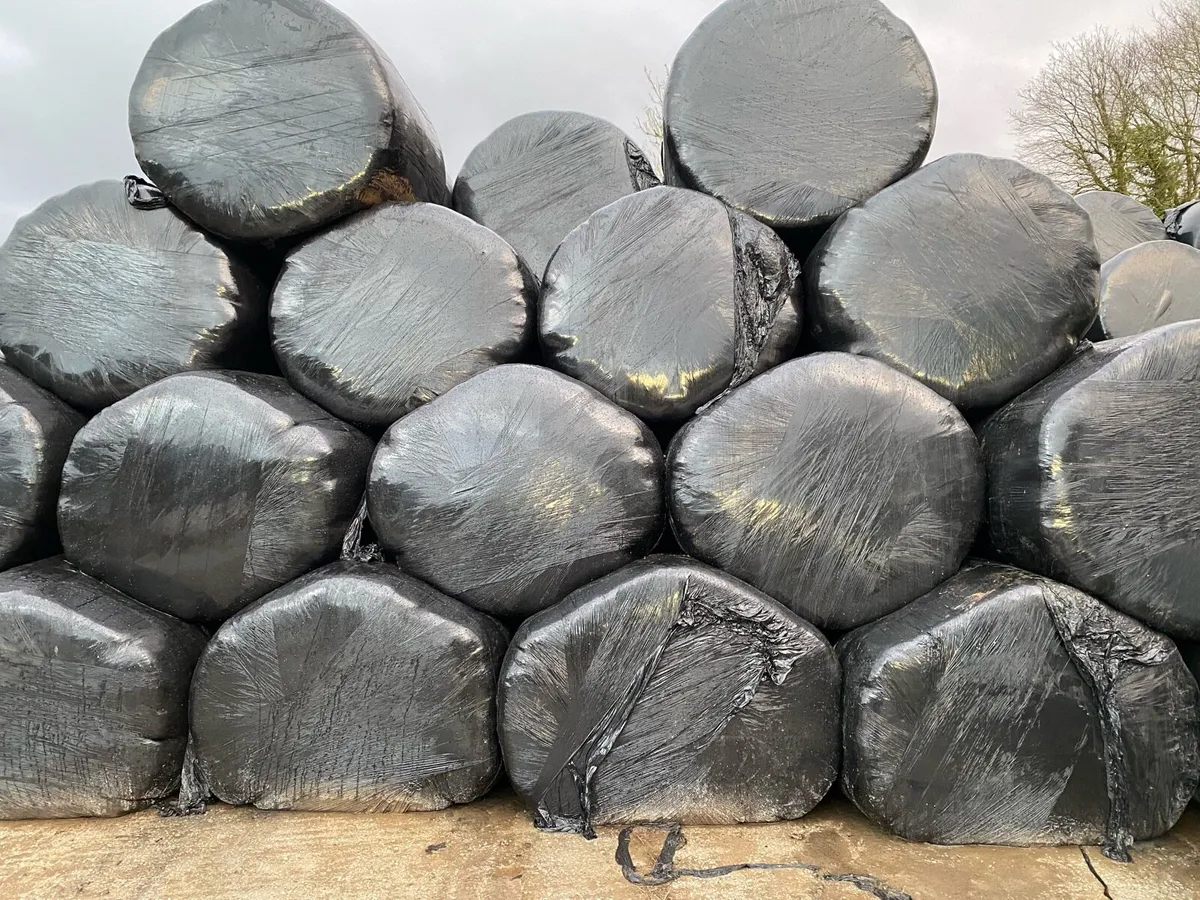 Silage and hay - Image 2