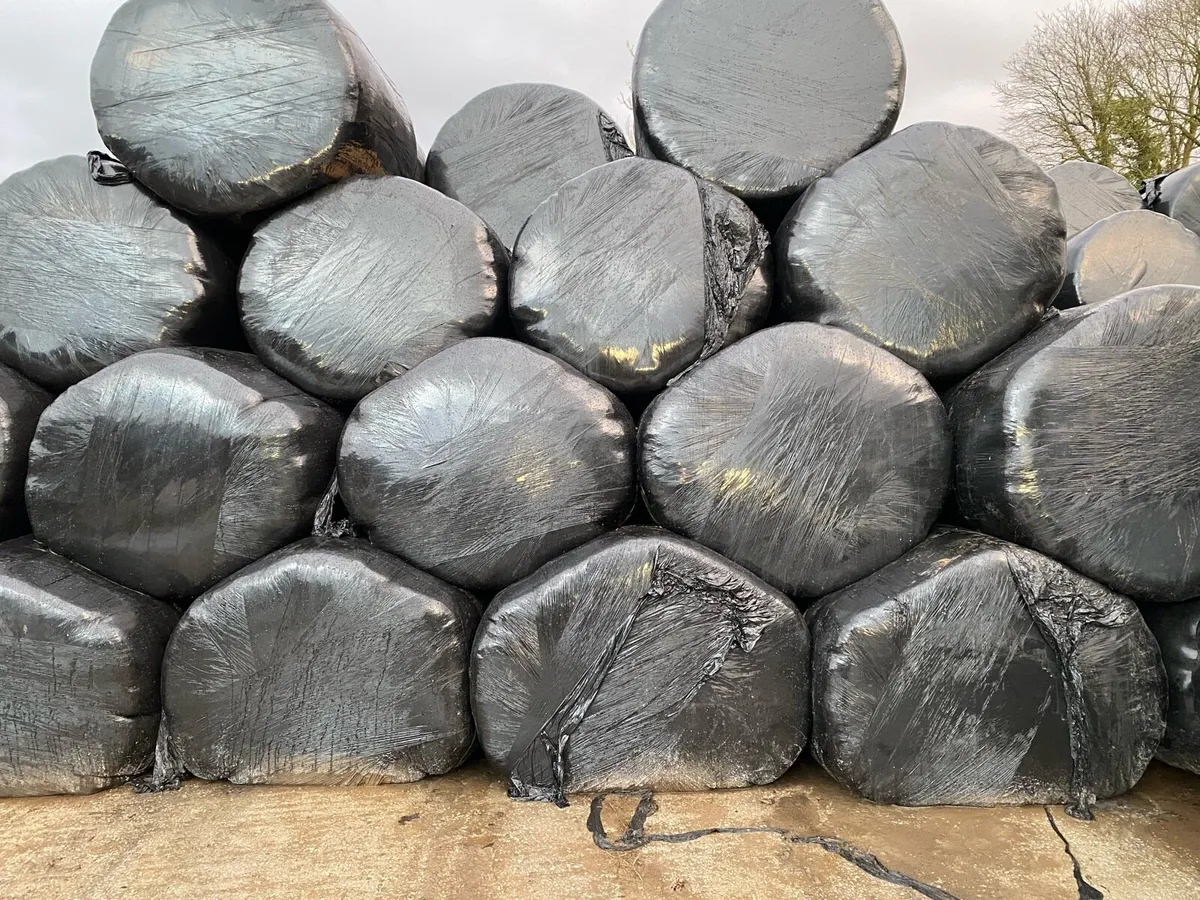 Silage and hay - Image 3