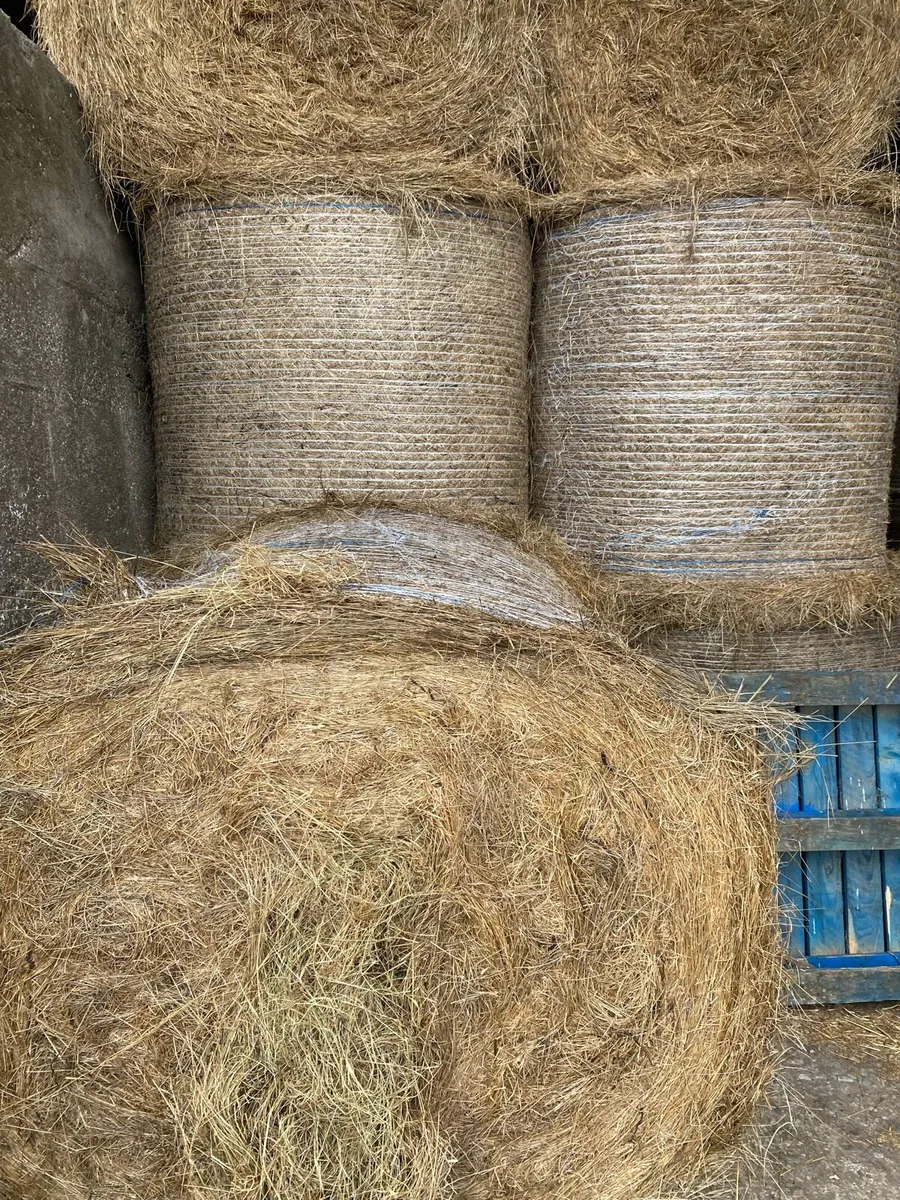 Silage and hay - Image 4