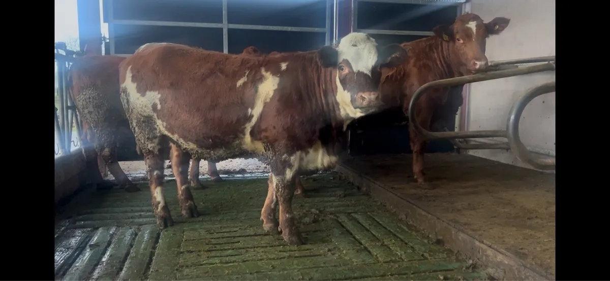 Springing and incalf heifers - Image 3