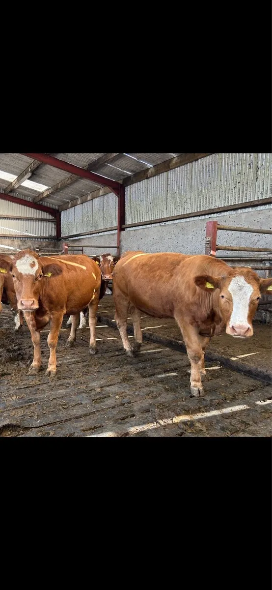 Springing and incalf heifers - Image 1