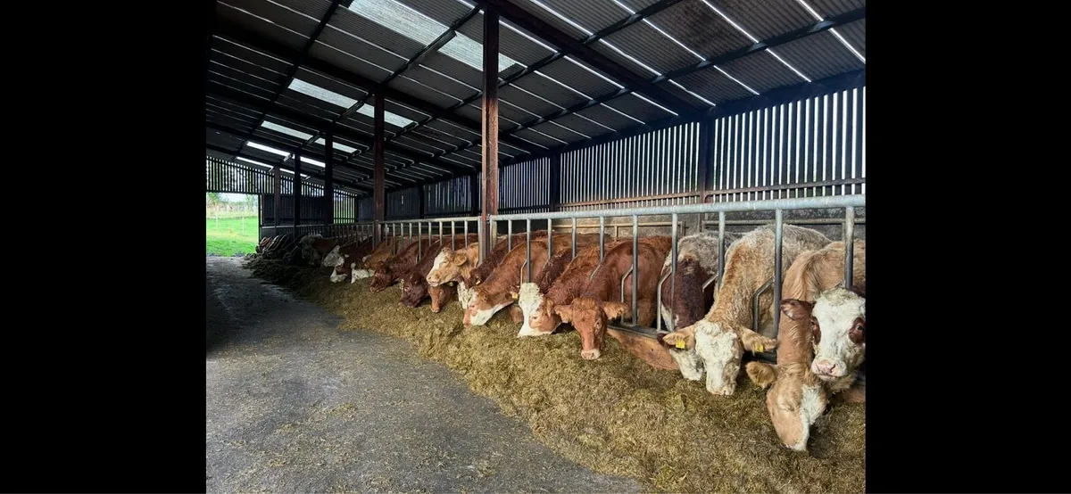 Springing and incalf heifers - Image 2