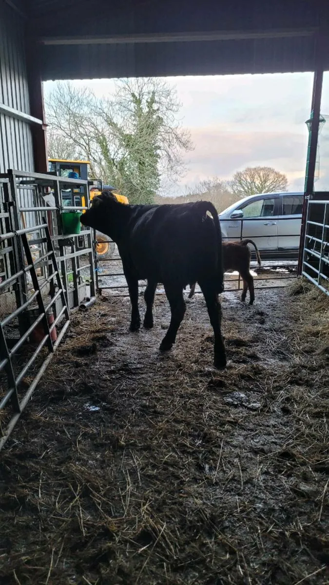 5 star Lim heifer with  lim bull calf - Image 1