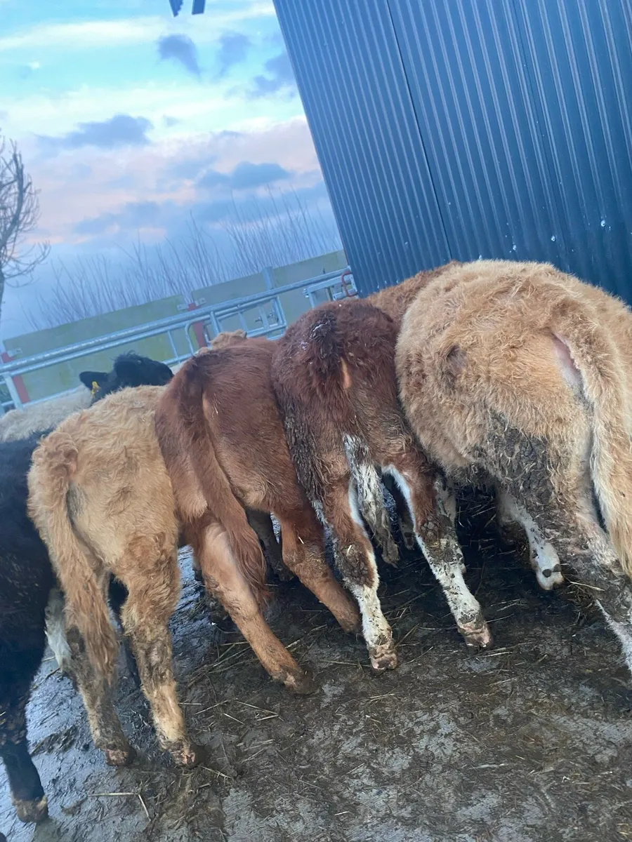 9 super suckler bred heifer weanlings - Image 1