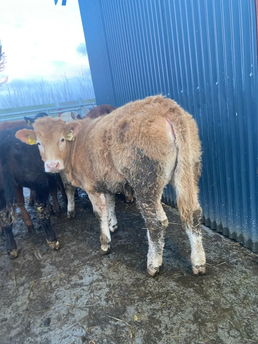 9 super suckler bred heifer weanlings - Image 2