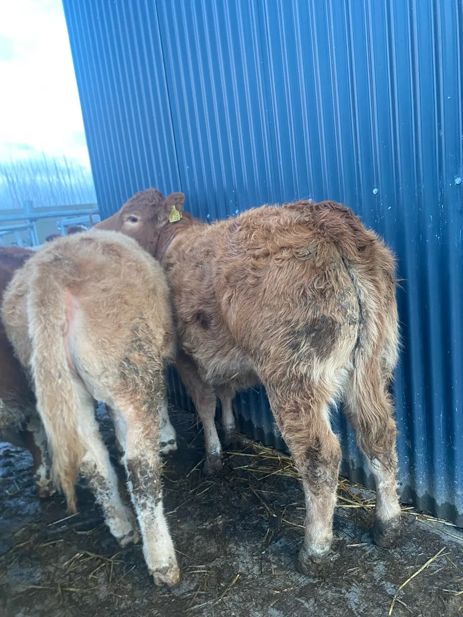 9 super suckler bred heifer weanlings - Image 4