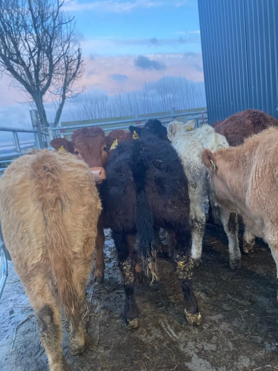 9 super suckler bred heifer weanlings - Image 3