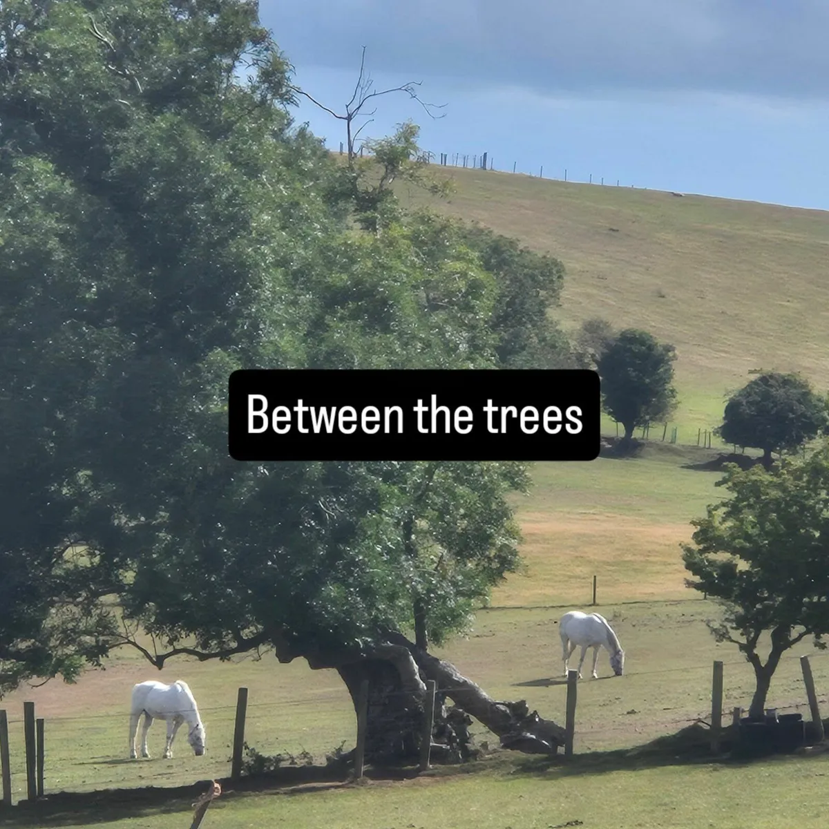 Horse livery space - Image 4