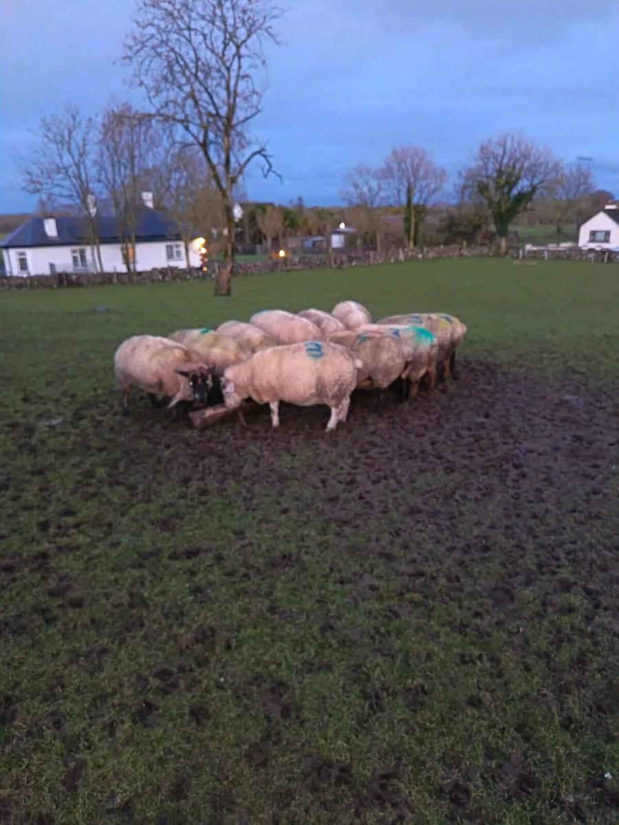 11 triplets for sale - Image 1